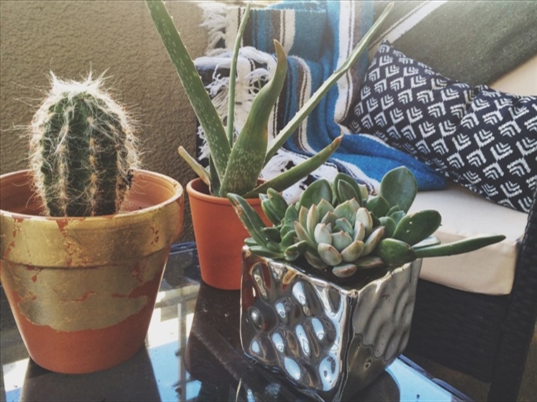 DIY: Gilded Terracotta Pots + Succulents
